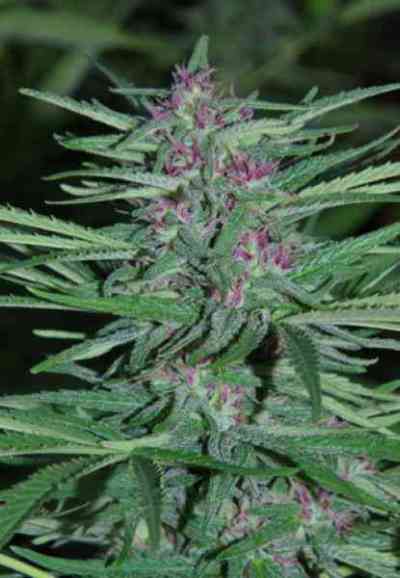 Famous marijuana feminized seeds Panama Red: frequently asked questions