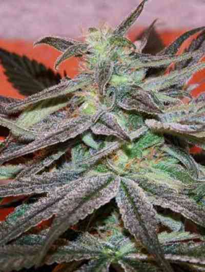 Panama D.C. > Cannabiogen | Feminized Marijuana   |  hybrid