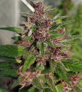 Panama x PCK > ACE Seeds | Feminized Marijuana   |  hybrid