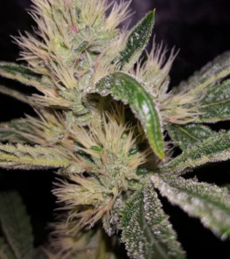 Panama x PCK > ACE Seeds | Feminized Marijuana   |  hybrid