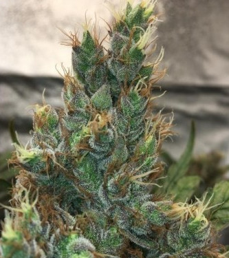 Panama x PCK > ACE Seeds | Feminized Marijuana   |  hybrid