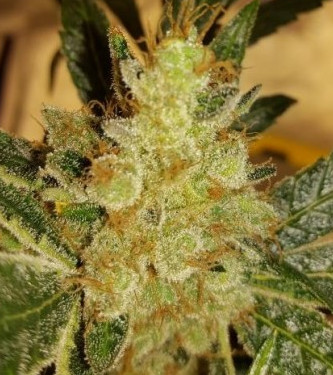 Panama x PCK > ACE Seeds | Feminized Marijuana   |  hybrid