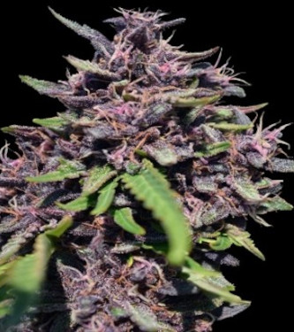 Panama x PCK > ACE Seeds | Feminized Marijuana   |  hybrid