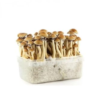 Panamerican > Magic Mushrooms | Magic Mushrooms / Psilocybin mushroom