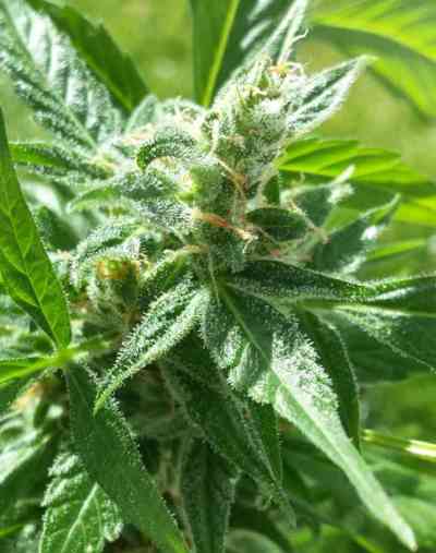 Pandora > Paradise Seeds | Autoflowering Cannabis   |  Indica