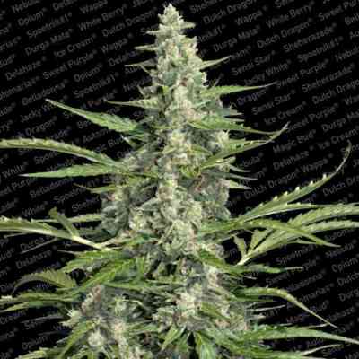 Pandora > Paradise Seeds | Autoflowering Cannabis   |  Indica