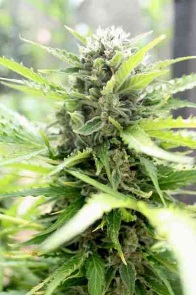 Pandora > Paradise Seeds | Graines Autofloraison  |  Indica