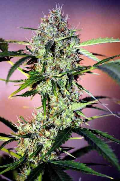 Pandora > Paradise Seeds | Autoflowering Cannabis   |  Indica