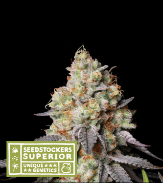 Panty Punch Auto > Seed Stockers | Graines Autofloraison  |  Indica