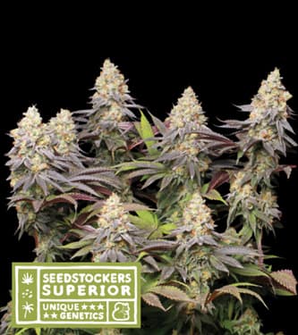 Panty Punch > Seed Stockers | Feminisierte Hanfsamen  |  Indica