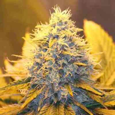 Nirvana blackjack yield