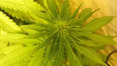 Nirvana blackjack yield