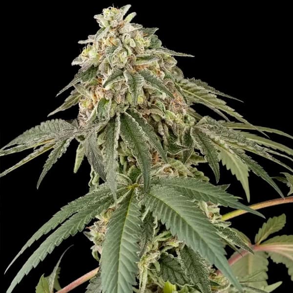 Papaya Roll Samen > White Label Seeds | Feminisierte Hanfsamen  |  Sativa