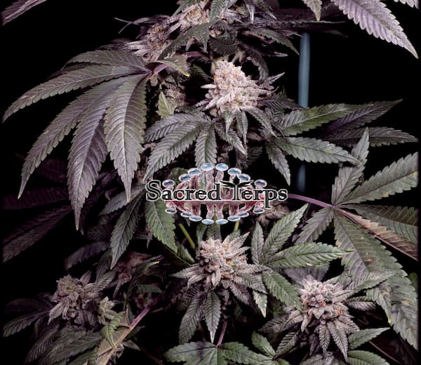 Papaya semilla > Sacred Terps | Semillas feminizadas  |  Índica