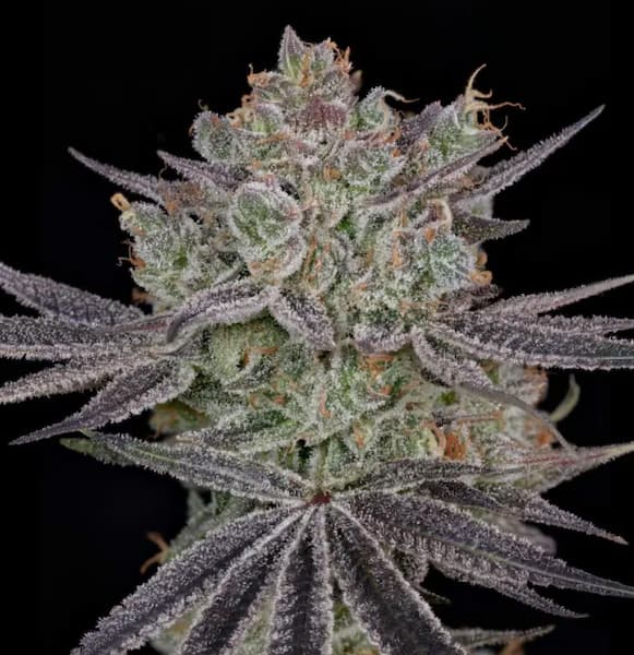 Papaya Sour Spritz graines > Green House Seeds | Graines Féminisées  |  Sativa