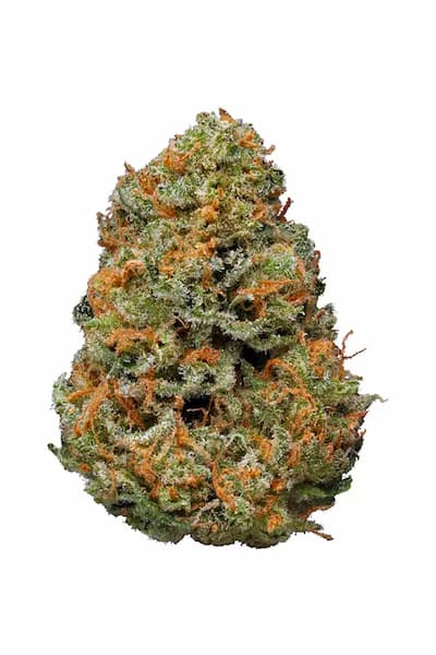 Papaya Triploid Samen > Advanced Seeds | Feminisierte Hanfsamen  |  Hybrid