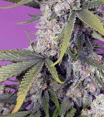 Papaya Zoap F1 Fast Version > Sweet Seeds | Feminized Marijuana   |  Indica