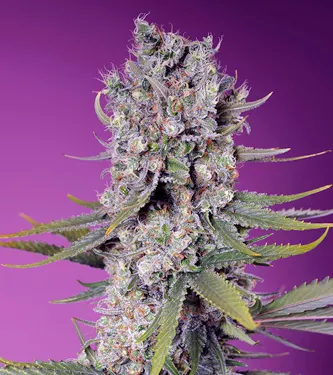 Papaya Zoap F1 Fast Version > Sweet Seeds | Feminized Marijuana   |  Indica