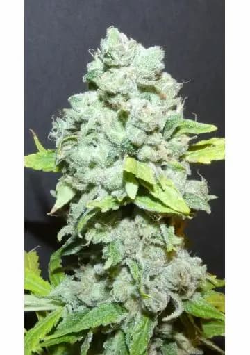 Papaya Boof Seed > Bask Triangle Farms | Feminized Cannabis   |  Indica