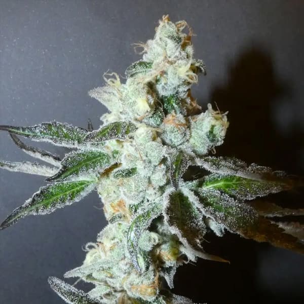 Strawberry Boof Seed > Bask Triangle Farms | Feminized Cannabis   |  Indica