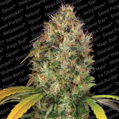 Dutch Kush > Paradise Seeds | Feminized Marijuana   |  Indica