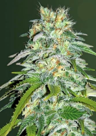 Parmesan > Victory Seeds | Feminisierte Hanfsamen  |  Indica