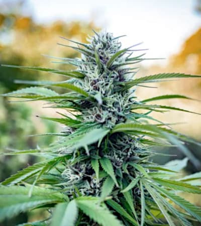 Passion #1 > Dutch Passion | Cannabis seeds recommendations  |  TOP 10 Outdoor Strains