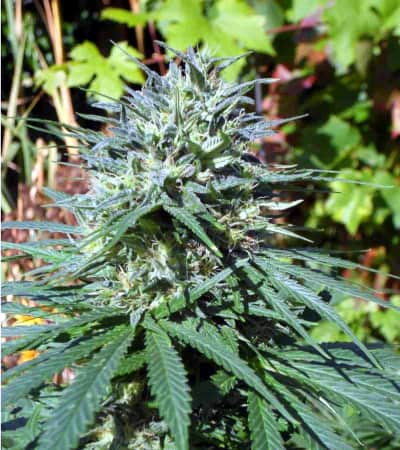 Passion #1 > Dutch Passion | Cannabis seeds recommendations  |  TOP 10 Outdoor Strains