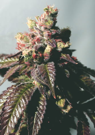 Passion Berry > The Cali Connection | Feminized Marijuana   |  hybrid