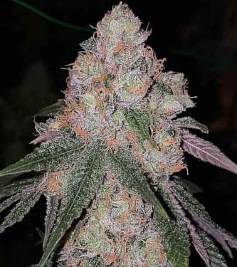 Patron > The Plug Seedbank | Feminized Marijuana   |  hybrid