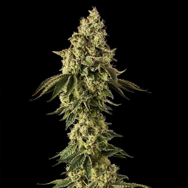 Peach Cake semilla > Silent Seeds | Semillas feminizadas  |  Híbrido