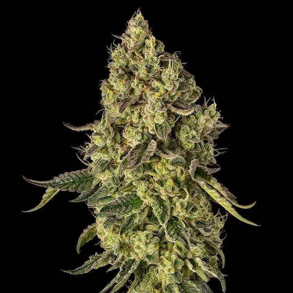 Peach Cake semilla > Silent Seeds | Semillas feminizadas  |  Híbrido
