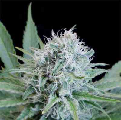 Peach Puree CBD > G13 Labs | Feminized Marijuana   |  Sativa