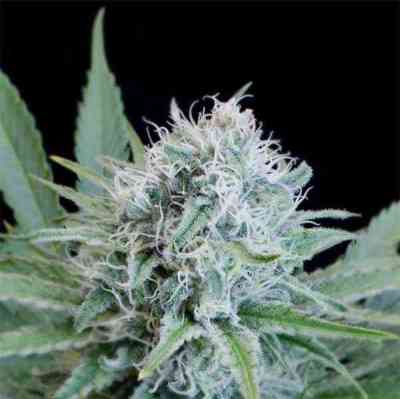 Peach Puree CBD > G13 Labs | Graines Féminisées  |  Sativa