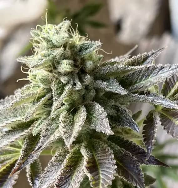 Peach Zcream semilla > Bask Triangle Farms | Semillas Regulares  |  Híbrido