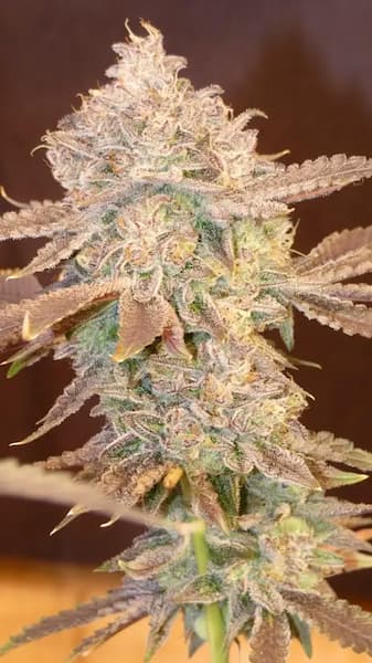 Peachy Blinders Seed > Bask Triangle Farms | Regular Cannabis   |  Hybrid