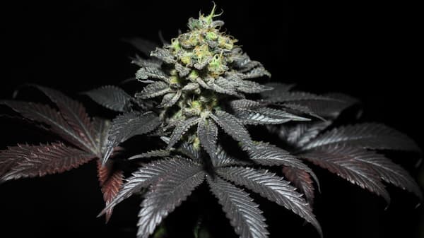 Peanut Butter Cookies Seed > Pure Instinto | Feminized Cannabis   |  Indica