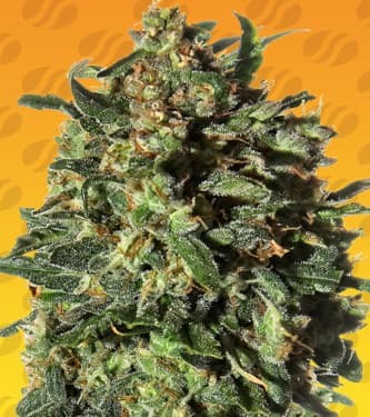 Peanut Butter OGKB Fast > Original Sensible Seeds | Feminisierte Hanfsamen  |  Indica