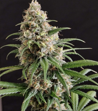 Peanut Butter OGKB > Original Sensible Seeds | Feminized Marijuana   |  Indica