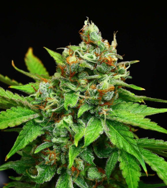 Peanut Butter OGKB > Original Sensible Seeds | Feminized Marijuana   |  Indica