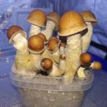 Penis Envy > champignons magiques