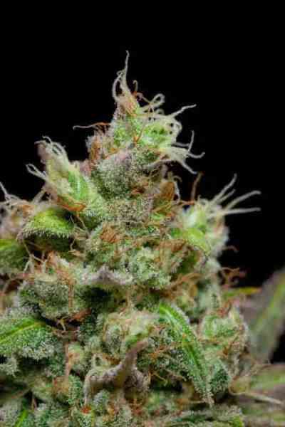 Pennywise > TGA Subcool Seeds | Regular Cannabis   |  Indica