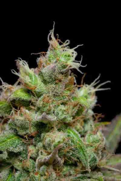 Pennywise > TGA Subcool Seeds | Graines Normal  |  Indica