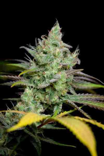 Pennywise > TGA Subcool Seeds | Graines Normal  |  Indica