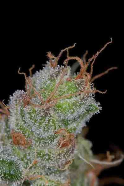 Pennywise > TGA Subcool Seeds | Graines Normal  |  Indica