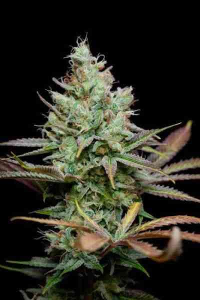 Pennywise > TGA Subcool Seeds | Graines Normal  |  Indica