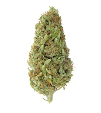 Pepita Fruit fleur de CBD > beuh CBD | Produits CBD