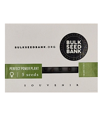 Perfect Power Plant > Bulk Seed Bank | Graines Féminisées  |  Sativa