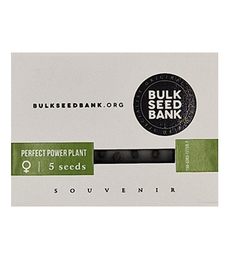 Perfect Power Plant > Bulk Seed Bank | Feminisierte Hanfsamen  |  Sativa