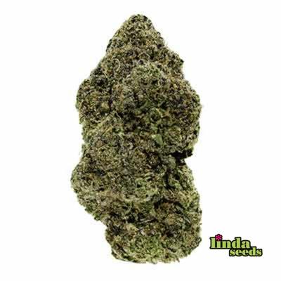 Permanent Marker graines > Linda Seeds | NOS RECOMMANDATIONS DE GRAINES DE CANNABIS  |  Graines de Cannabis à prix bas